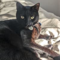 Photo of Kylo