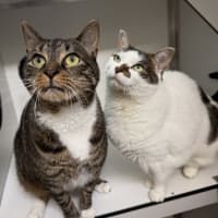 Photo of Gimli (Bonded To Evie)