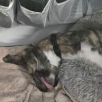 Photo of Tilly   8 Month Old Kelpie X