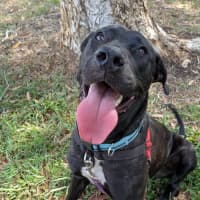 Photo of Shadow