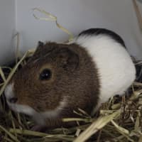Photo of Poirot