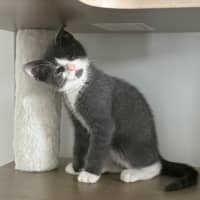 Photo of Ziggy 💙🧶