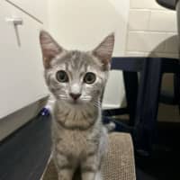 Photo of Penny