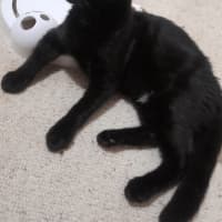 Photo of Bodhi