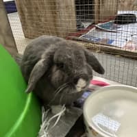 Photo of Smokey
