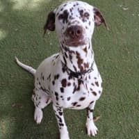 Photo of Ziggy