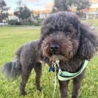 Photo of Monty