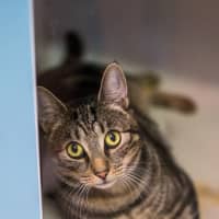Photo of Ranger