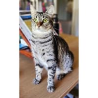 Photo of 10956   Jalepeno