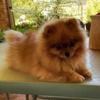 Photo of Astro
