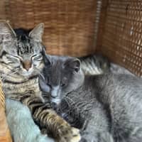 Photo of Forest   Tabby