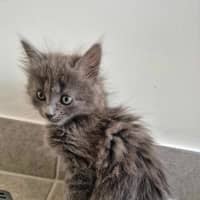 Photo of Smokey