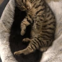 Photo of Toulouse   2 Month Old Domestic Short Hair (Trial)