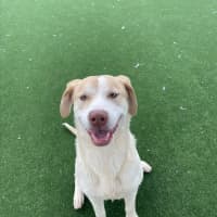 Photo of Gromit Imp 1418