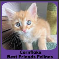 Photo of Cornflake 