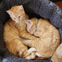 Photo of Ember And Blaze