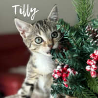 Photo of Tilly