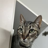 Photo of Toby