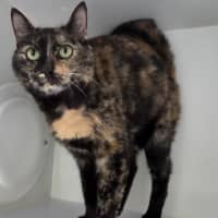 Photo of Pebbles