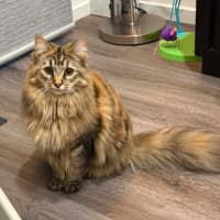 Photo of Missy ** 2nd Chance Cat Rescue **