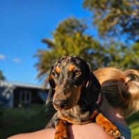 Photo of Odin