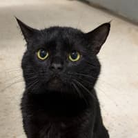 Photo of Marvin