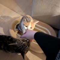 Photo of Daisy **2nd Chance Cat Rescue**