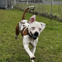Photo of Sully