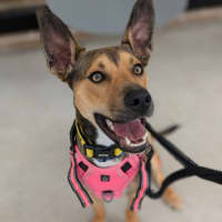 Photo of ⚽ Seamus 5707 ⚽