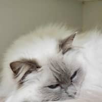 Photo of 🐱 Nahla 6461 🐱