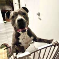 Photo of Ace