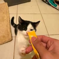 Photo of Oreo