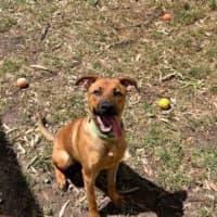 Photo of Scarlet