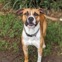 Photo of Otis