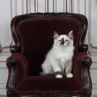 Photo of Chanel