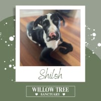 Photo of Shiloh
