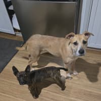 Photo of Tink