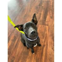 Photo of Betty *$350 Adoption Fee*