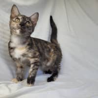 Photo of Rainbow Cabbage 🌈