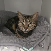 Photo of Slinky