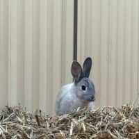 Photo of Jasmine And Josie