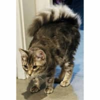 Photo of 12064   Waffles