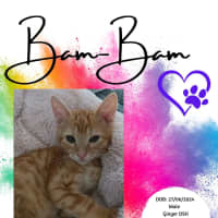 Photo of Bam Bam