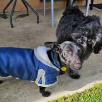 Photo of Twinkie