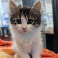 Photo of Antonio The Pussy Cat