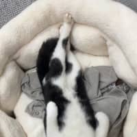 Photo of Panda
