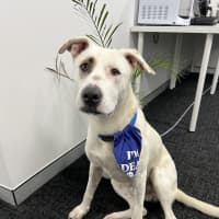Photo of Cookie