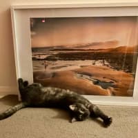 Photo of Prince* 9 Lives Project Rescue*