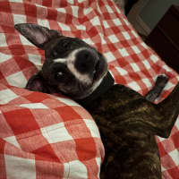 Photo of Gracie