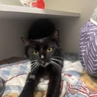 Photo of Cleo
